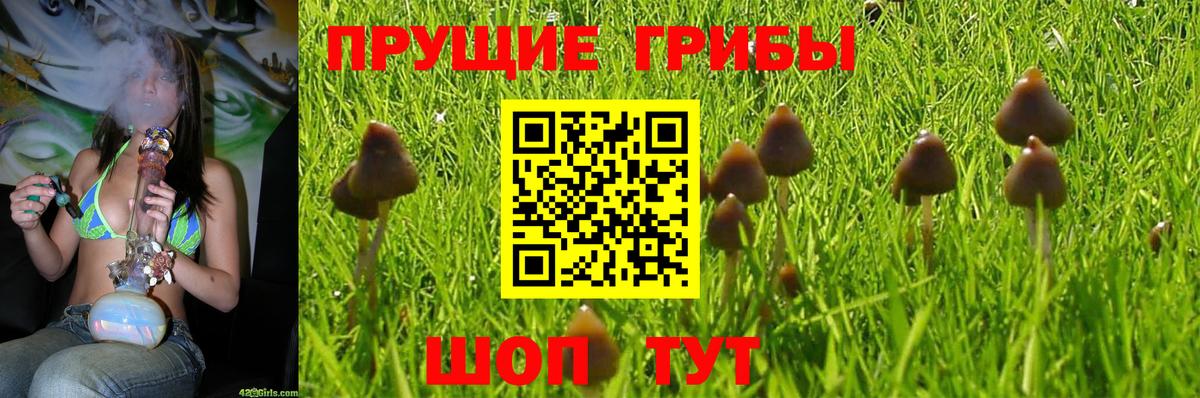 Псилоцибиновые грибы ЛСД  Псилоцибиновые грибы GOLDEN TEACHER  Коммунар  Вход с VPN 